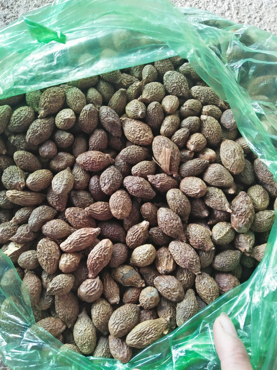 Đặc Sản Kon Tum - Hột đười ươi đều trái nở nhiều - OCOP 3 Sao