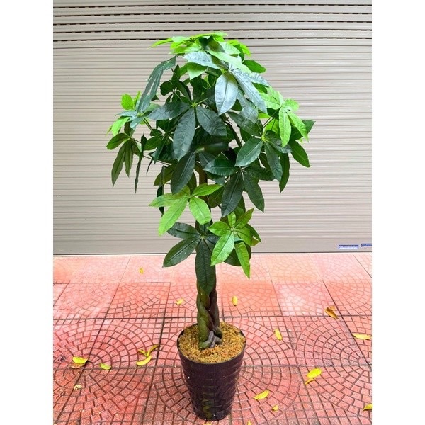 Cây kim ngân giả - Size 170cm - Cây giả, hoa lụa Decor trang trí nhà cửa