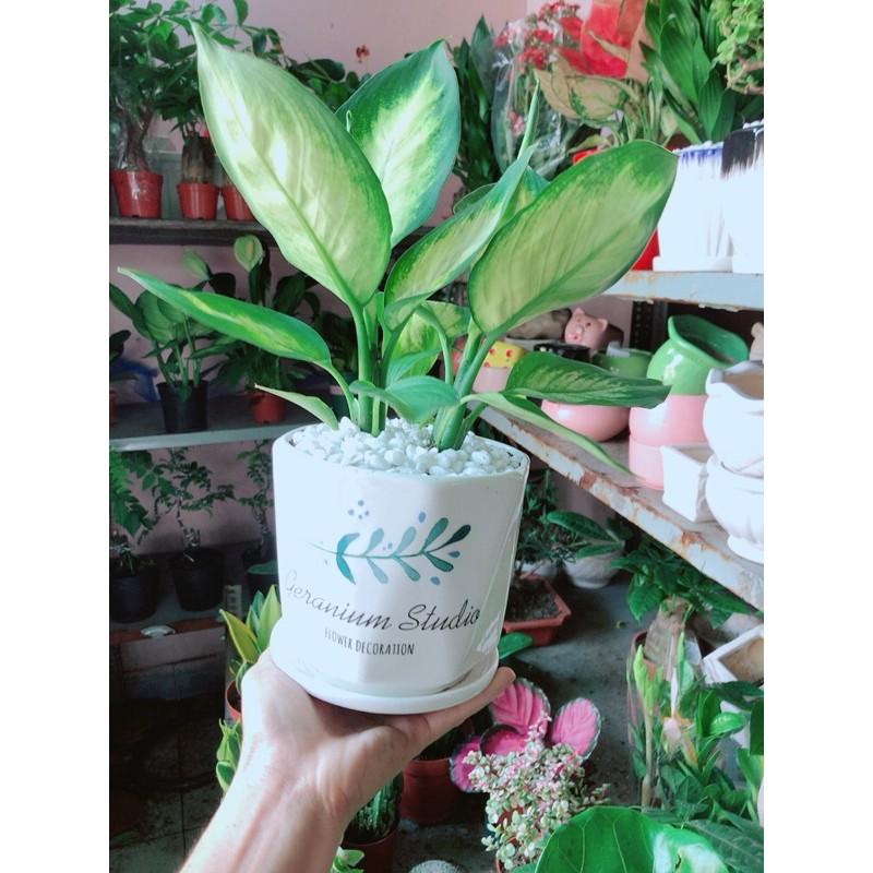 Chậu Cây Vạn Niên Thanh