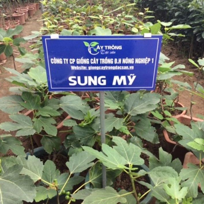 Cây giống sung mỹ - cây phong thủy