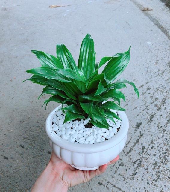 Chậu Phát Tài