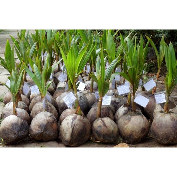 CÂY DỪA SÁP - CAM KẾT GIỐNG CHUẨN - CÂY Y HÌNH