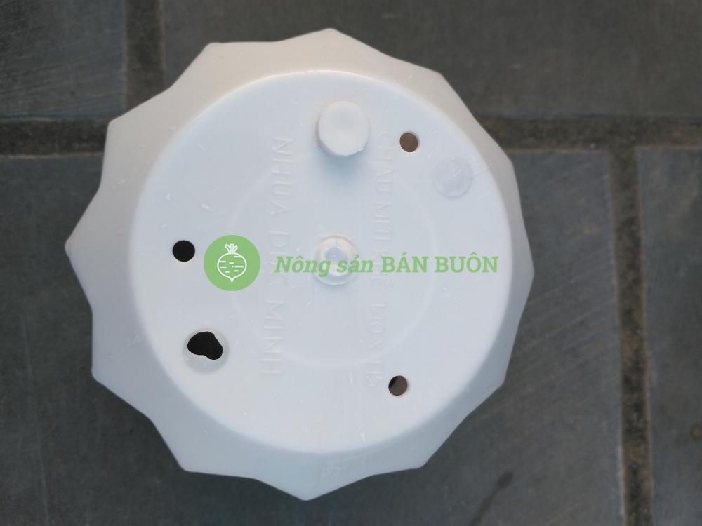10 Chậu nhựa Múi Khế trắng trơn 140x115 có kèm Đĩa Lót, trồng xương rồng, sen đá, cây cảnh mini để bàn