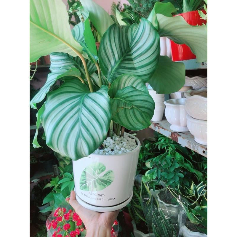 Chậu Cây Đuôi Công Táo