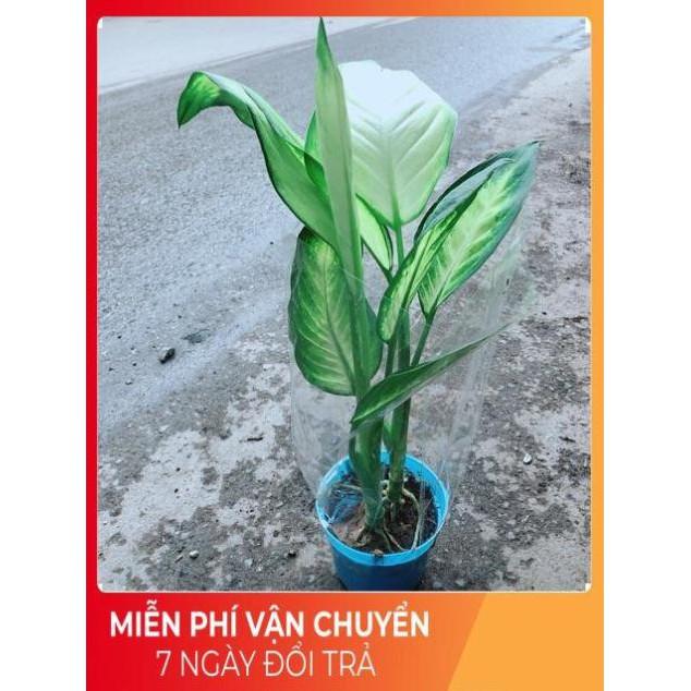 Chậu Vạn Niên Thanh