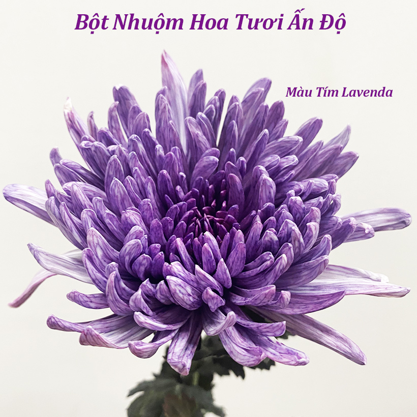 Bột Màu Nhuộm Hoa Chuyên Dụng cho Hoa Tươi Nhập Khẩu Ấn Độ tiện vận chuyển xa