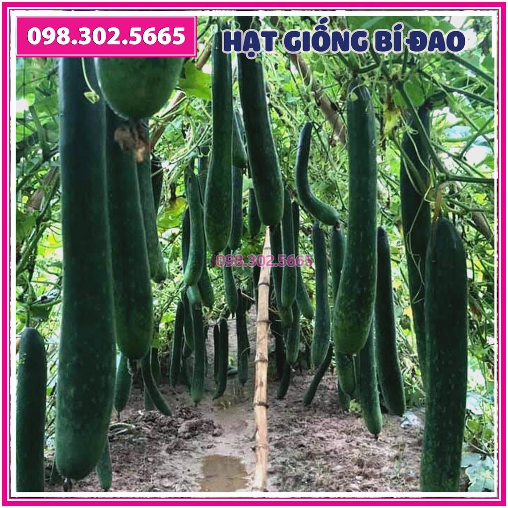 Set 20 Hạt giống bí đao xanh, bí sặt F1