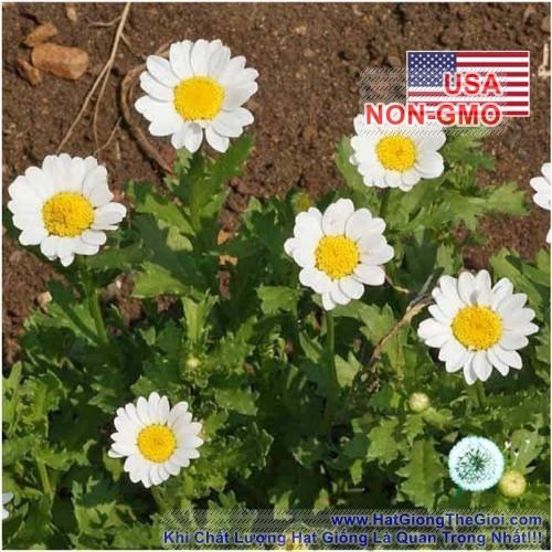 50h Hạt Giống Hoa Cúc Chi Trắng Siêu Lùn Creeping 30cm