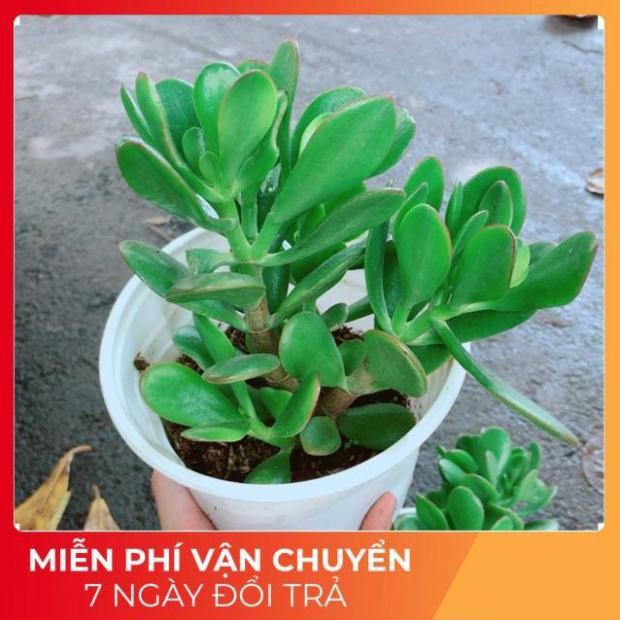 Chậu Ngọc Bích