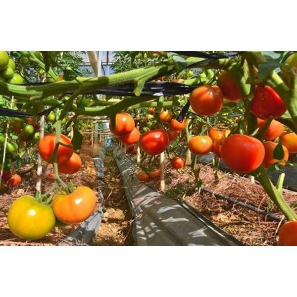 Hạt giống cà chua đỏ khổng lồ F1