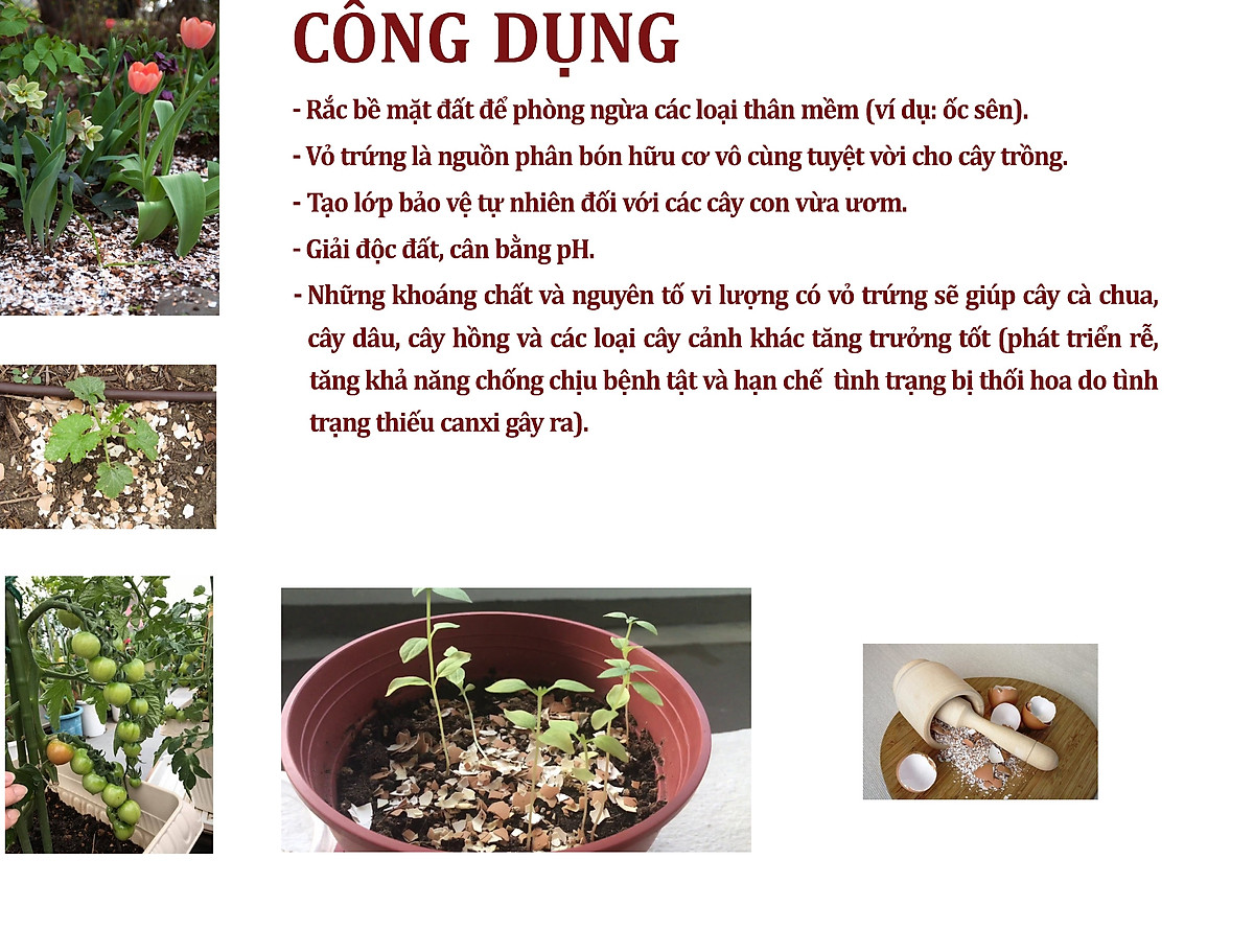 Vỏ trứng gà vi lượng - Eggshell.Dùng cho hoa hồng hoa sứ cây kiểng -. Tăng đề kháng bệnh, phòng ngừa ốc sên.