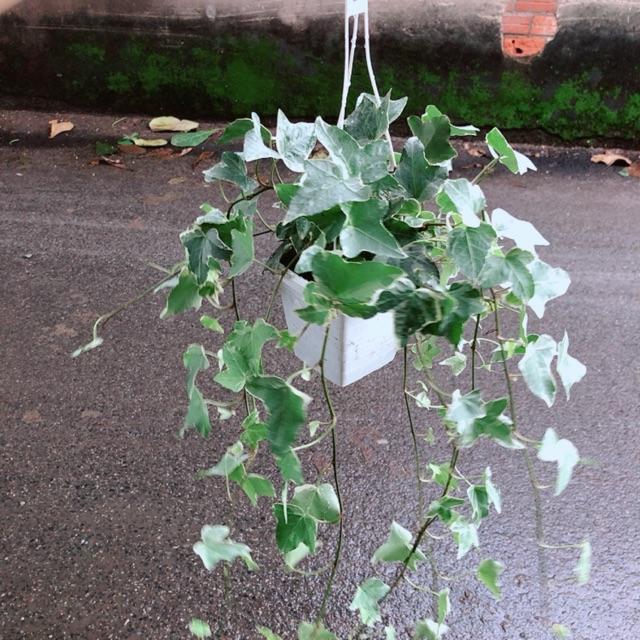 Chậu Cây Thường Xuân