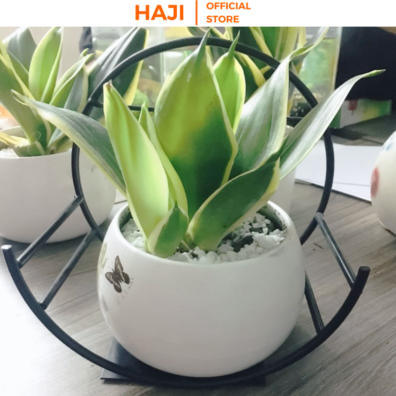 Kệ treo tường bán nguyệt dán tường được xem là đồ nội thất decor nhà cửa xinh xắn thương hiệu HAJI NA16