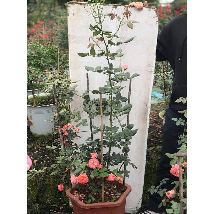 Cây hoa Hồng ngoại summer Fireworks cây nguyên bản