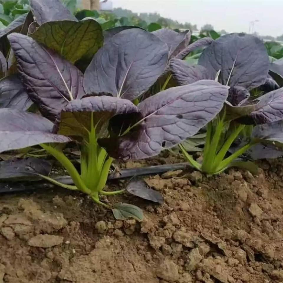 Hạt Giống Cải Hoa Hồng Tatsoi Đỏ