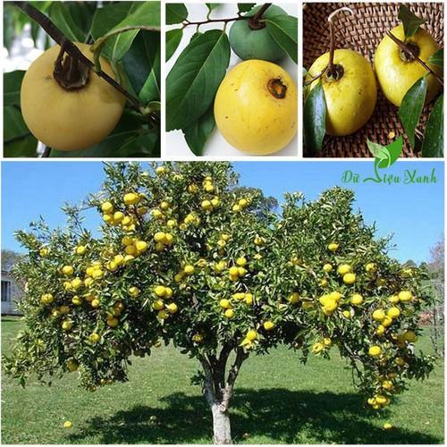 CÂY GIỐNG CÂY THỊ THƠM, QUẢ NGỌT- LOÀI CÂY VƯỢNG PHONG THỦY CHO GIA CHỦ