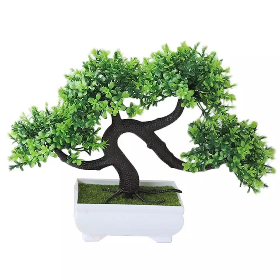 Chậu cây tùng bonsai thế phượng vũ độc đáo để bàn làm việc