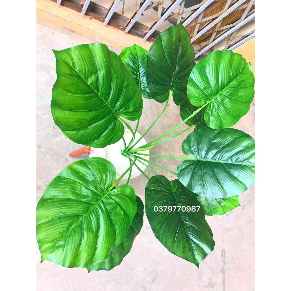 Trầu bà lá tròn