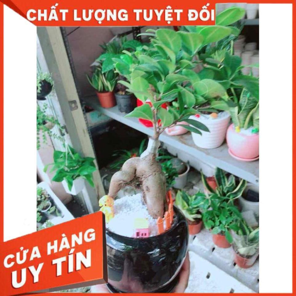 Chậu cây si bonsai Nhiều Người Mua