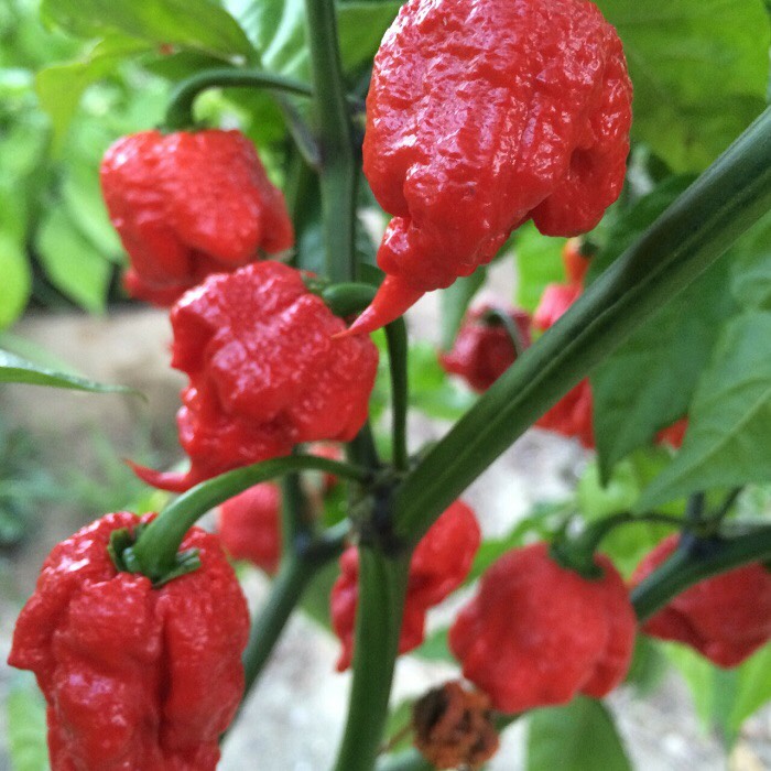 Hạt giống Ớt Carolina Reaper 10 hạt - Cay nhất thế giới -nhà trồng được