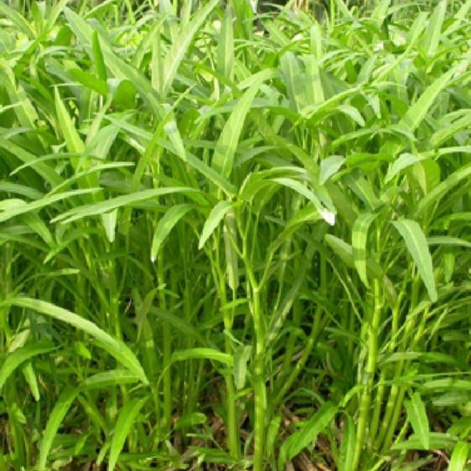 Combo 5 gói hạt giống rau muống lá tre dể trồng-gói 20 gram-tặng kèm gói phân bón lót