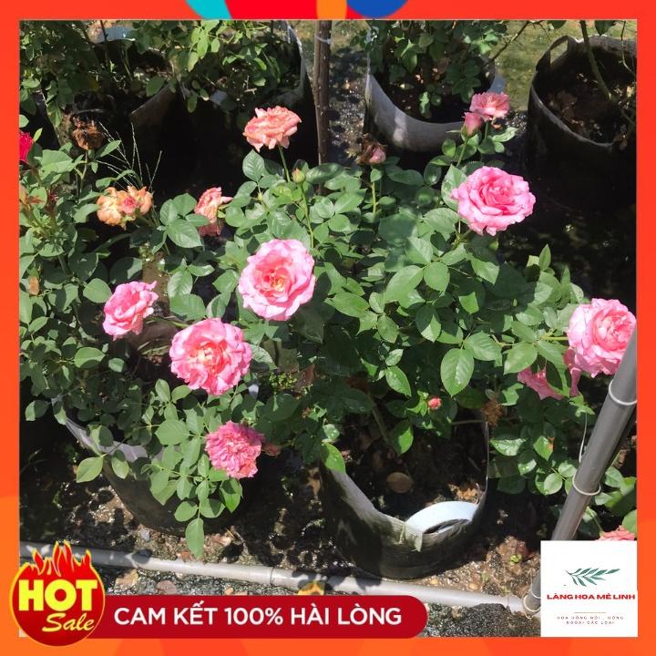 Cây hoa Hồng Ngoại  Bernadette Lafont Pháp - bông to khủng,hương thơm cổ điển