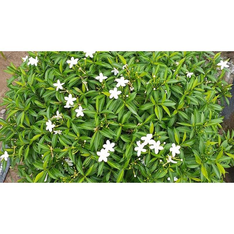 CÂY GIỐNG MAI CHIẾU THỦY LÁ TỨ *
