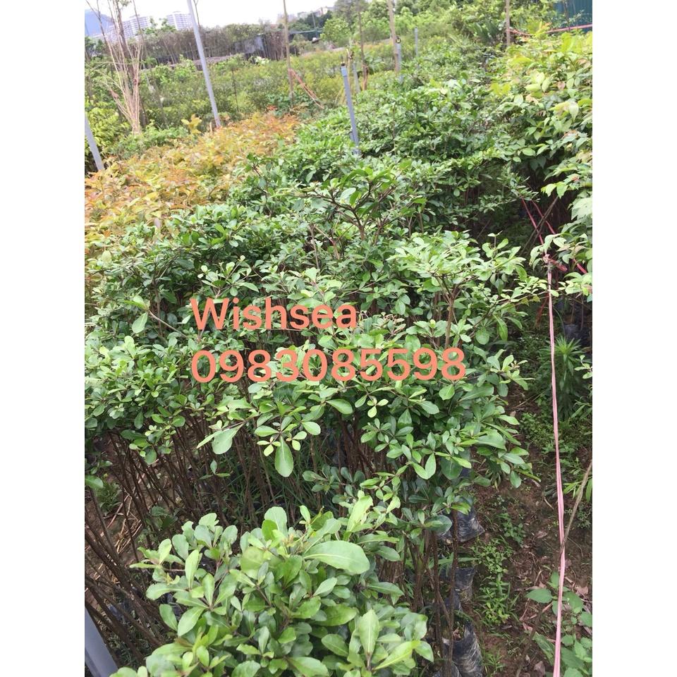 Cây bàng đài loan