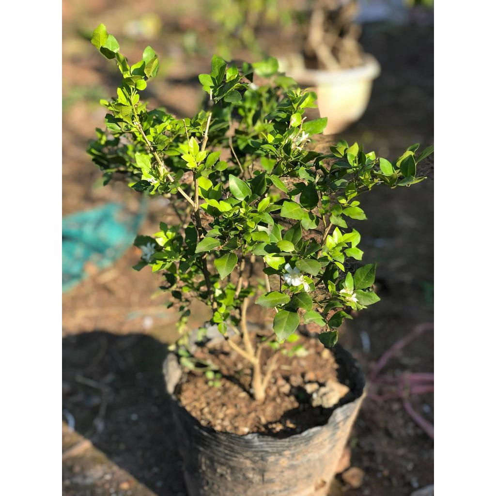 Cây nguyệt quế hoa thơm 4 mùa cao 30-40 cm
