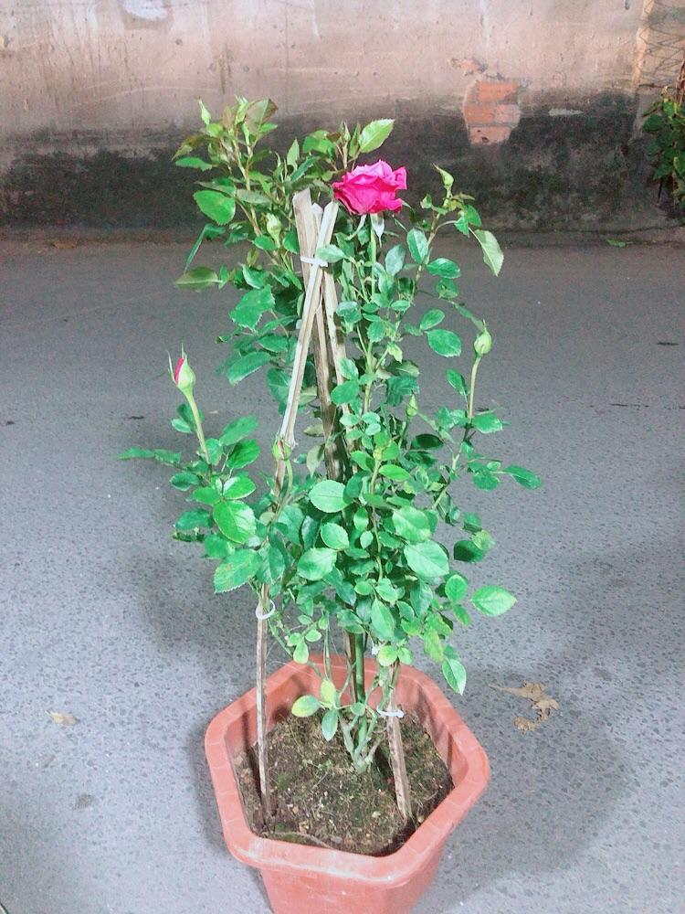 Chậu Hoa Hồng Leo