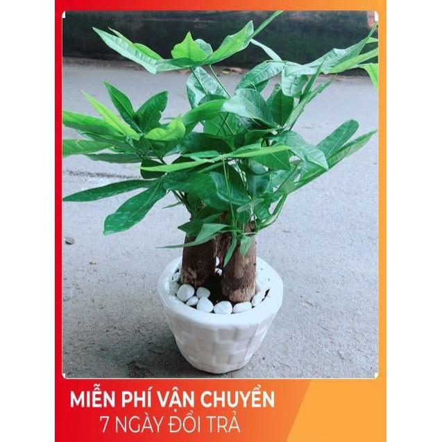 Chậu Kim Ngân 3 Thân Lớn