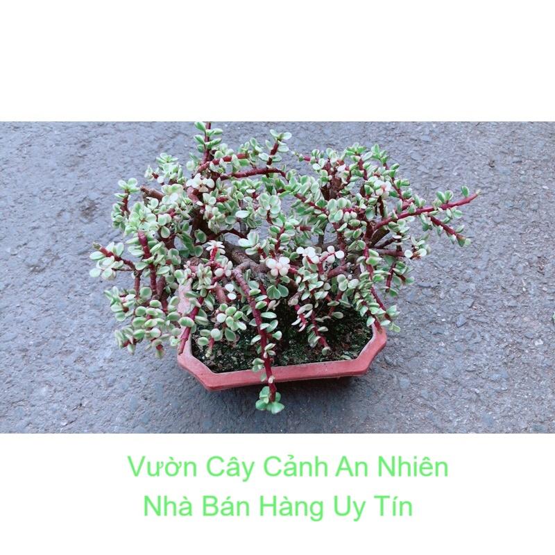 Cây Cành Vàng Lá Ngọc Cổ Thụ