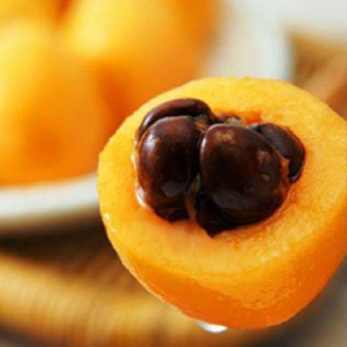 CÂY GIỐNG QUẢ BIWA SIÊU NGỌT, SIÊU QUẢ, SIÊU NĂNG SUẤT,SIÊU KINH TẾ- CAM KÊT GIỐNG CHUẨN F1