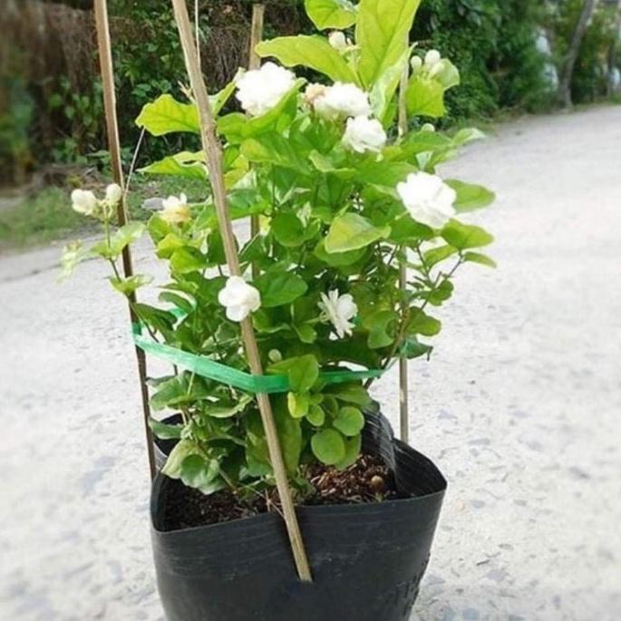 Chậu hoa lài tiểu thư
