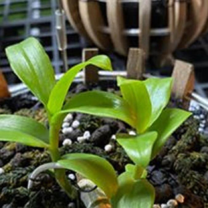 Hoa lan - trầm rừng myamar