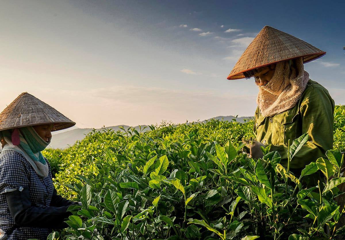 Combo 03 hộp trà đinh tiến quan 100 gram - Trà xanh tân cương thái nguyên