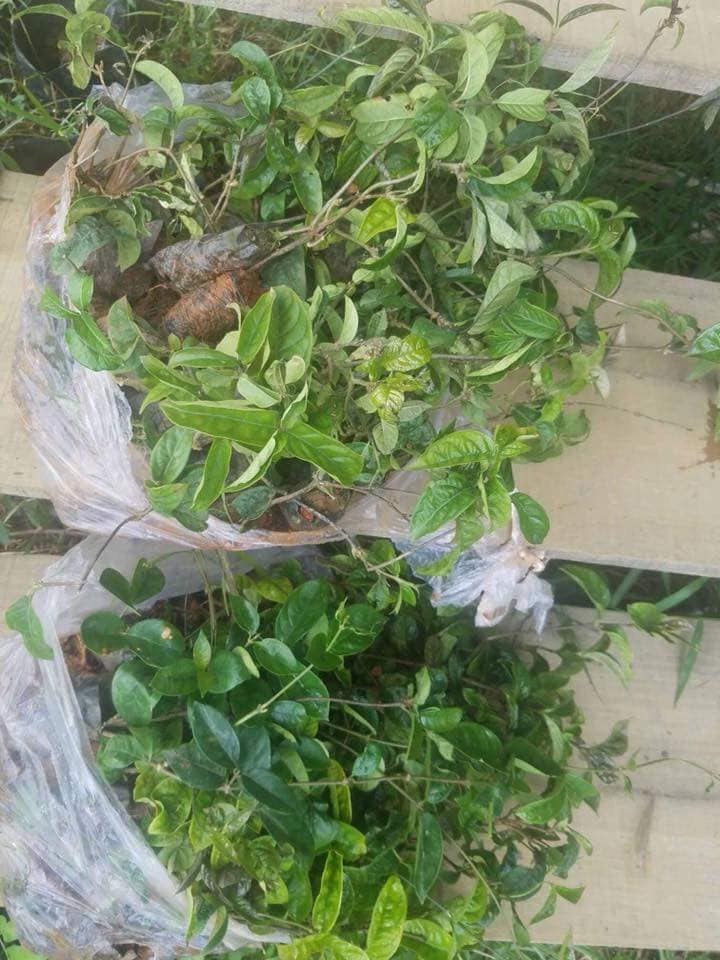 CHÈ DÂY RỪNG NGUYÊN CHẤT MẸ KEN