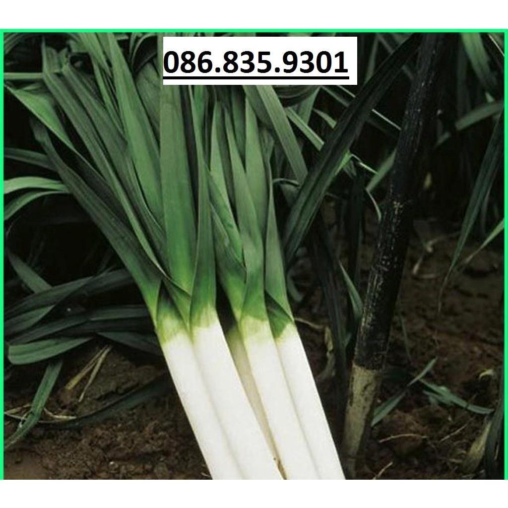 HẠT GIỐNG TỎI TÂY GÓI 1G -  NẢY MẦM CAO