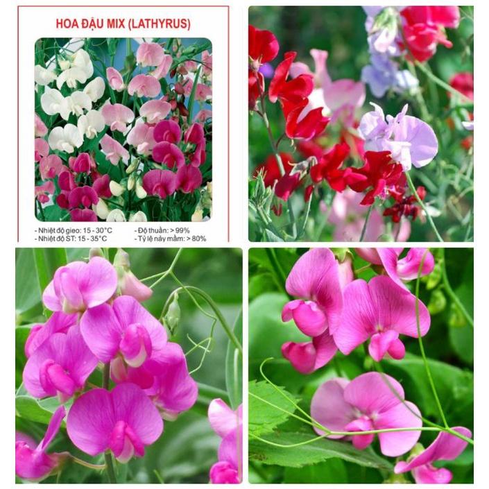 Hạt giống hoa đậu mix màu / gói 50 hạt