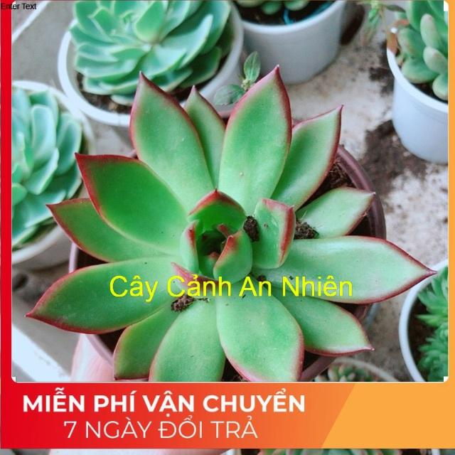 Sen đá viền đỏ