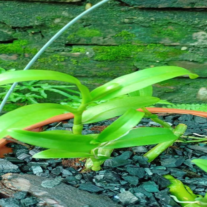 Hoa lan phi điệp - ám hòa bình