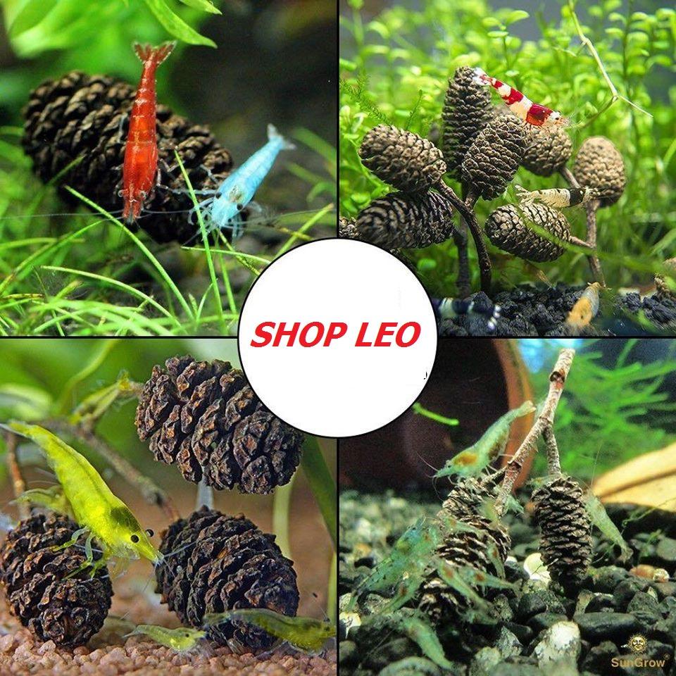 Trái thông khô Erlenzapfen - Trái Alder Cones cho tép cảnh-Bổ sung vitamin, tạo môi trường tự nhiên cho cá tép thuỷ sinh