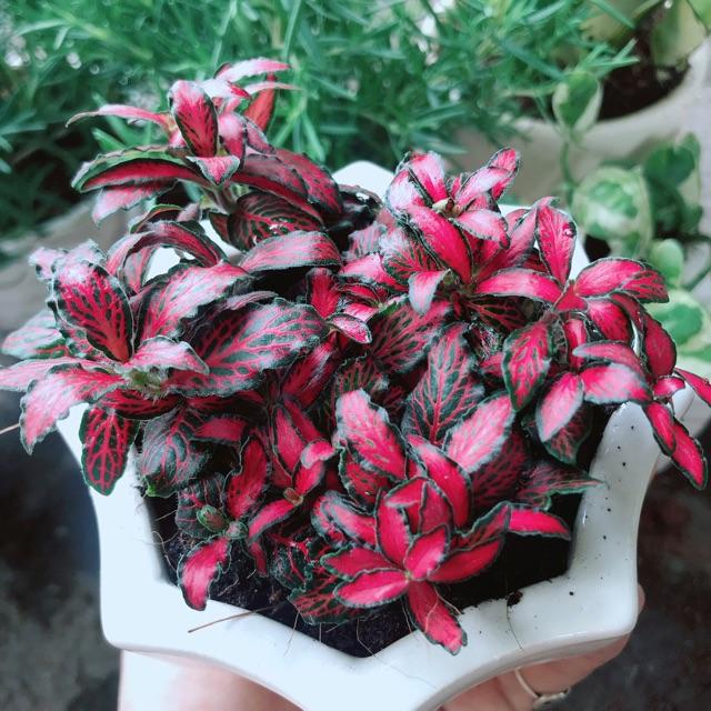 Chậu cây cẩm nhung