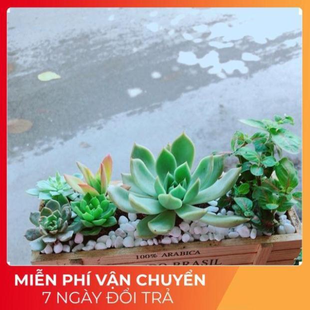 Chậu Sen Đá-Cẩm Nhung