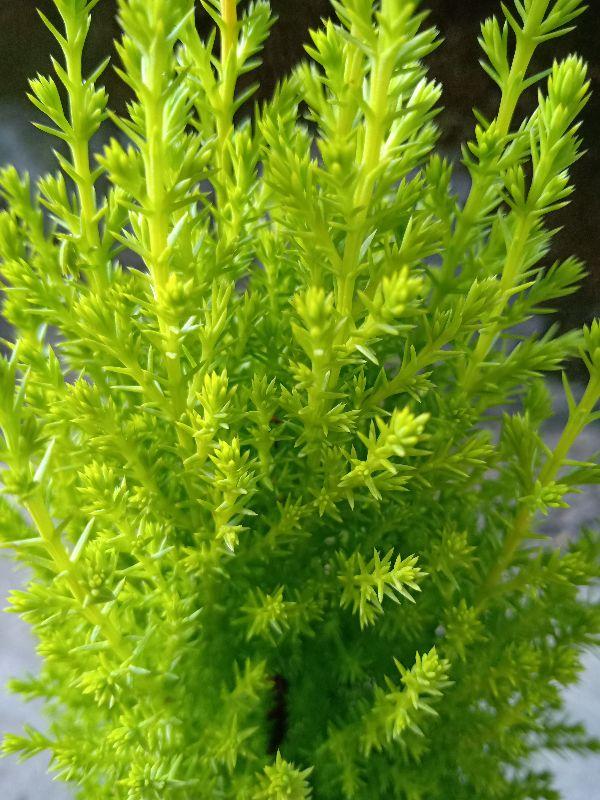 Cây tùng thơm 40 đến 60cm cây đẹp chuẩn giống