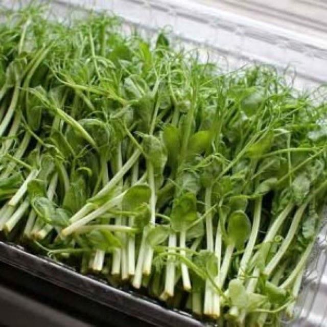 Hạt Giống Rau Mầm Đậu Hà Lan-50 gram