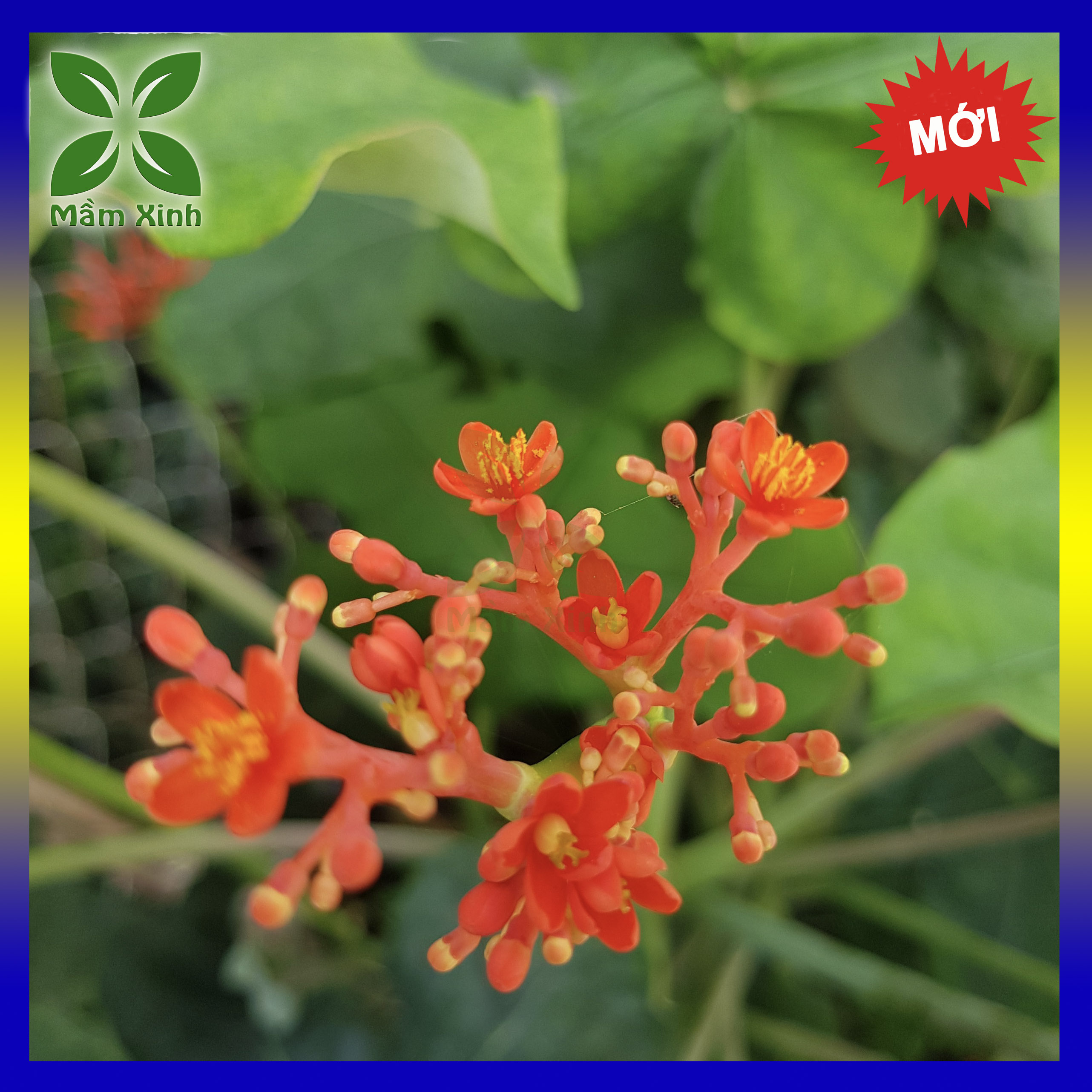 Cây giống ngô đồng (sen tàu) Atropha podagrica Hook Mầm Xinh