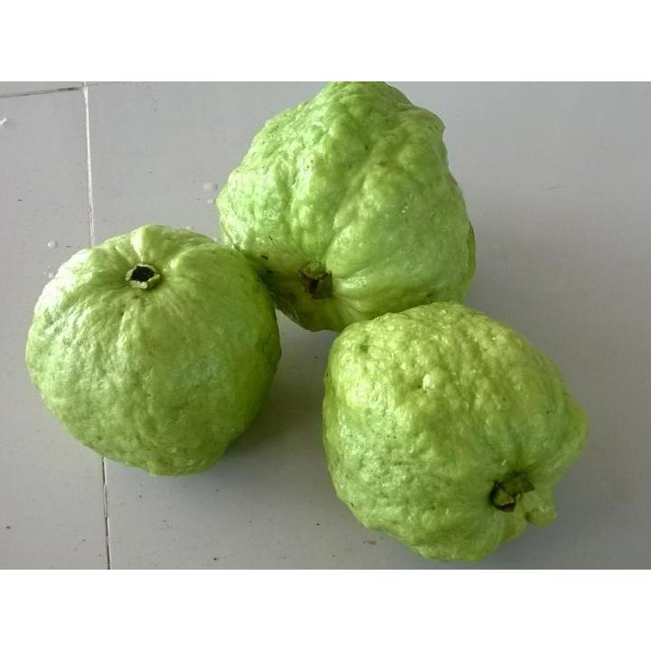 Cây giống ổi nữ hoàng thuần chủng F1