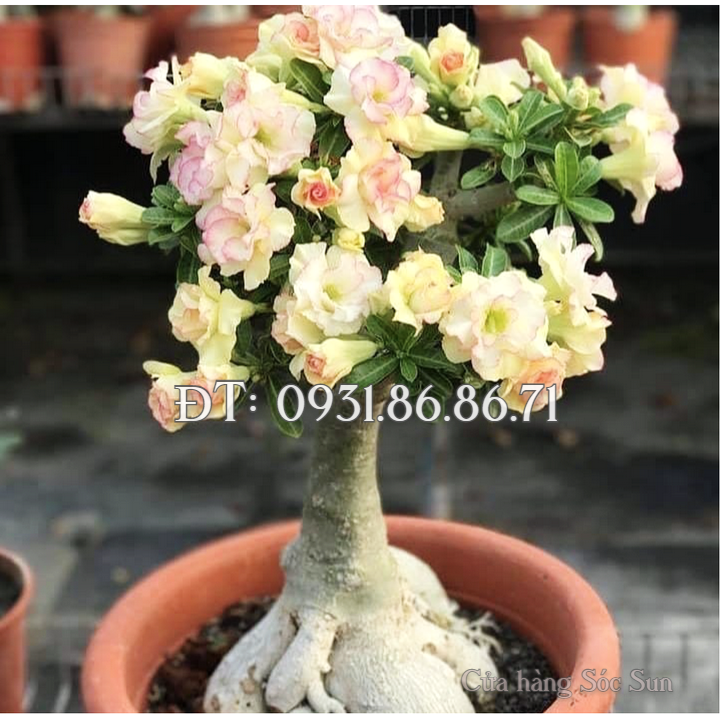 Hạt giống hoa sứ kép Bonsai màu vàng – Bịch 10 hạt – Mã số 1800