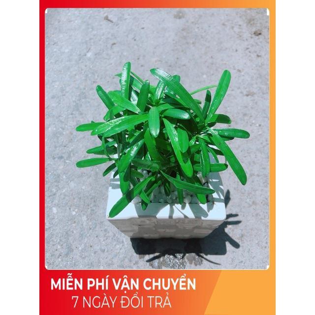 Chậu Tùng Vạn Niên
